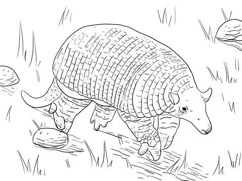 Giant Armadillo Coloring Page